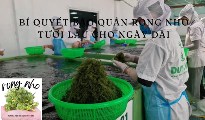 Hiệu quả của sục oxy trong bảo quản và loại bỏ phù du của rong nho