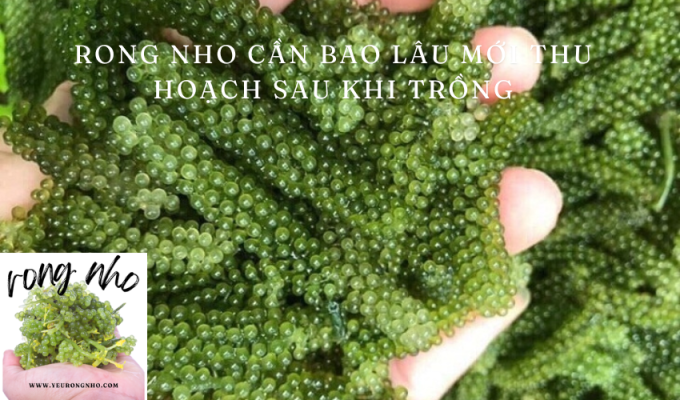 Rong nho cần bao lâu mới thu hoạch sau khi trồng: Câu trả lời chi tiết