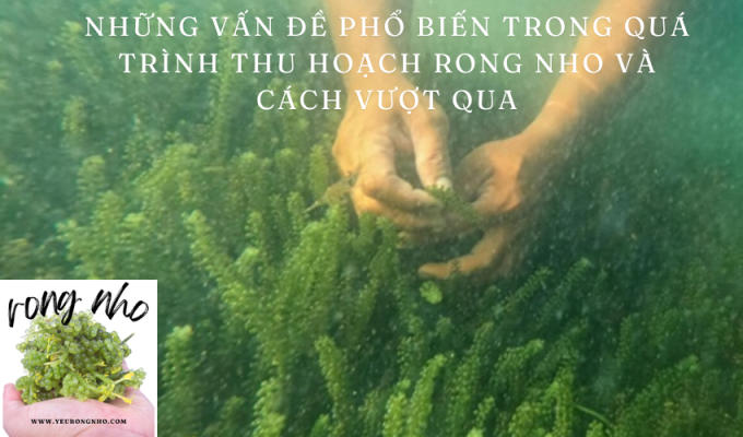 Những vấn đề phổ biến trong quá trình thu hoạch rong nho và cách vượt qua