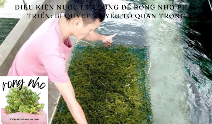 Điều kiện nước lý tưởng để rong nho phát triển: Bí quyết và yếu tố quan trọng