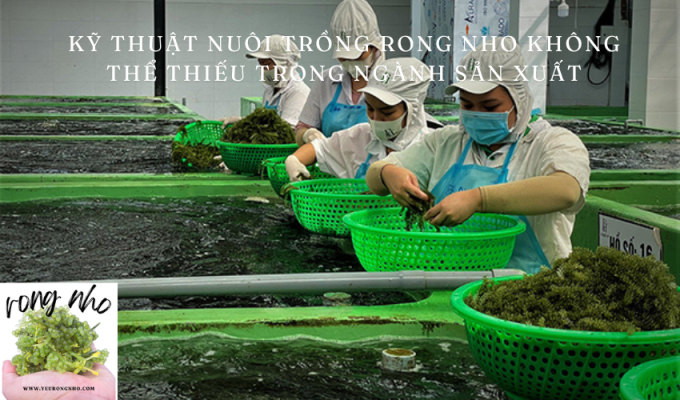 Kỹ thuật nuôi trồng rong nho không thể thiếu trong ngành sản xuất