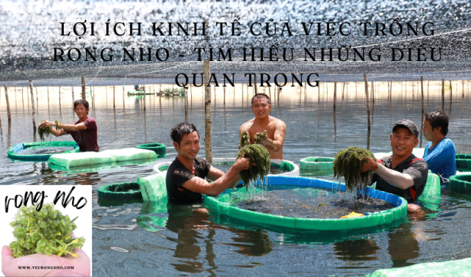 Lợi ích kinh tế của việc trồng rong nho – Tìm hiểu những điều quan trọng