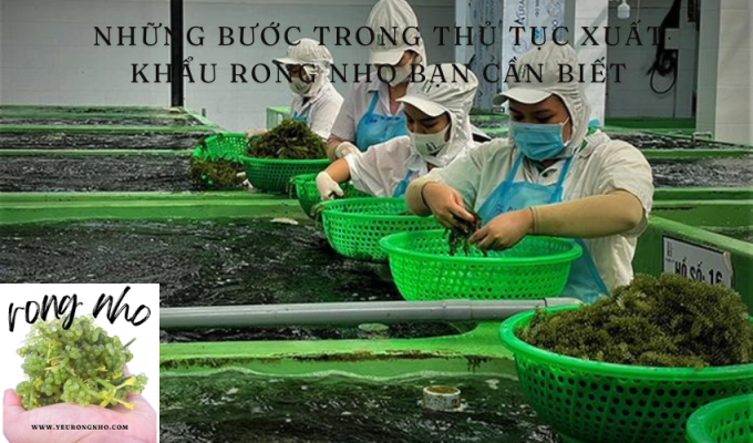 Những bước trong thủ tục xuất khẩu rong nho bạn cần biết