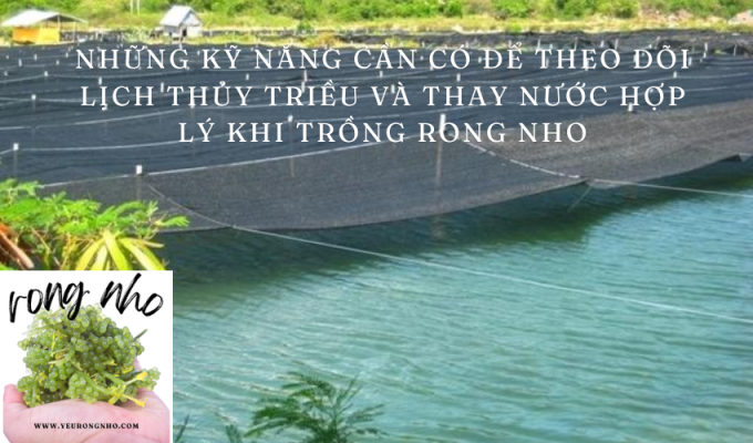 Những kỹ năng cần có để theo dõi lịch thủy triều và thay nước hợp lý khi trồng rong nho