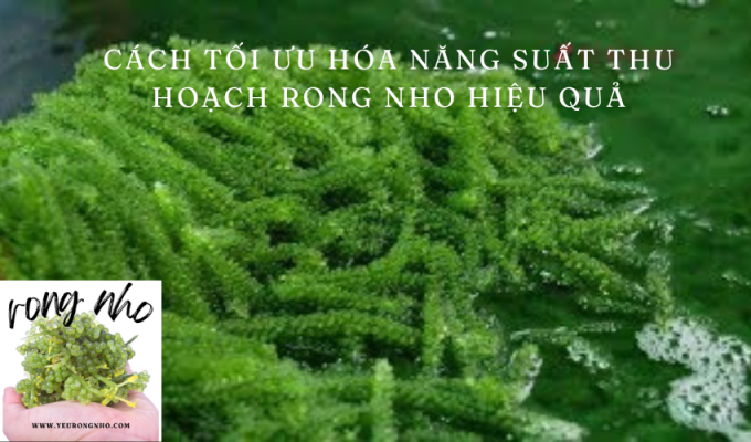 Cách tối ưu hóa năng suất thu hoạch rong nho hiệu quả