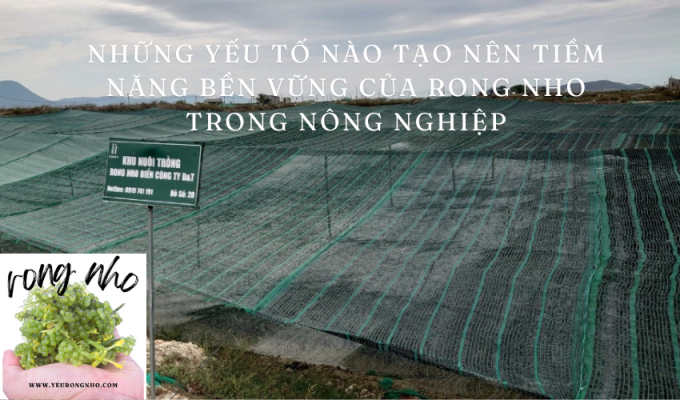 Những yếu tố nào tạo nên tiềm năng bền vững của rong nho trong nông nghiệp