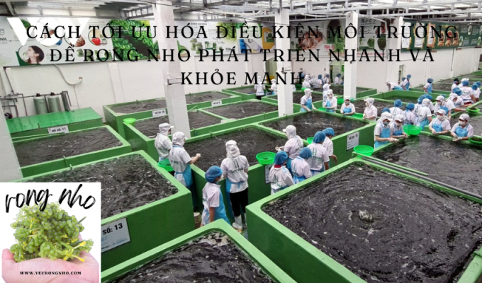 Cách tối ưu hóa điều kiện môi trường để rong nho phát triển nhanh và khỏe mạnh: Bí quyết thành công!