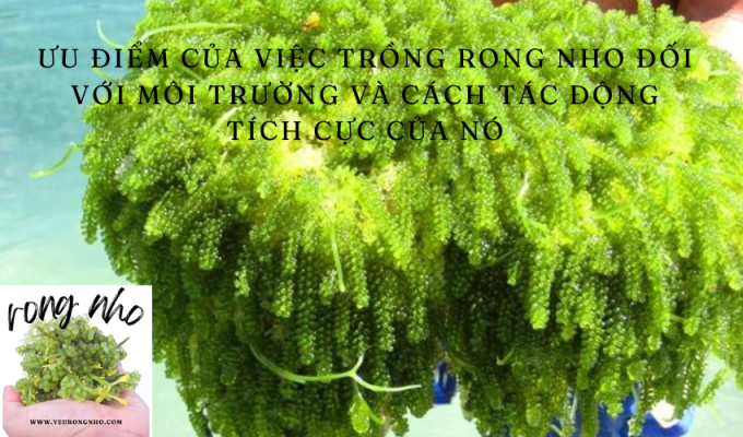 Ưu điểm của việc trồng rong nho đối với môi trường và cách tác động tích cực của nó