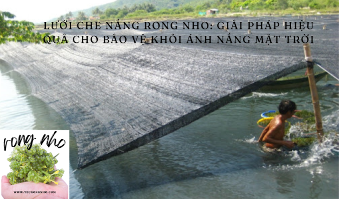 Lưới che nắng RONG NHO: Giải pháp hiệu quả cho bảo vệ khỏi ánh nắng mặt trời