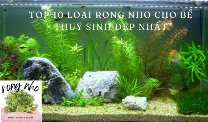 Top 10 loại rong nho cho bể thuỷ sinh đẹp nhất