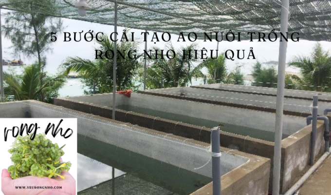 5 bước cải tạo ao nuôi trồng rong nho hiệu quả