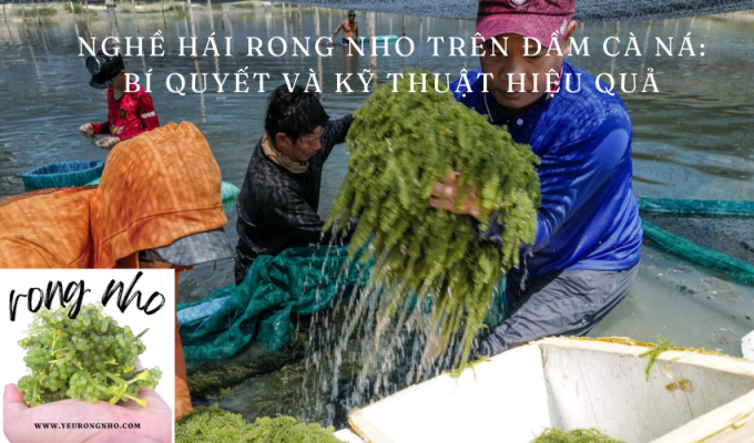 Nghề hái rong nho trên đầm Cà Ná: Bí quyết và kỹ thuật hiệu quả