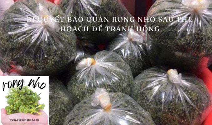 Bí quyết bảo quản rong nho sau thu hoạch để tránh hỏng