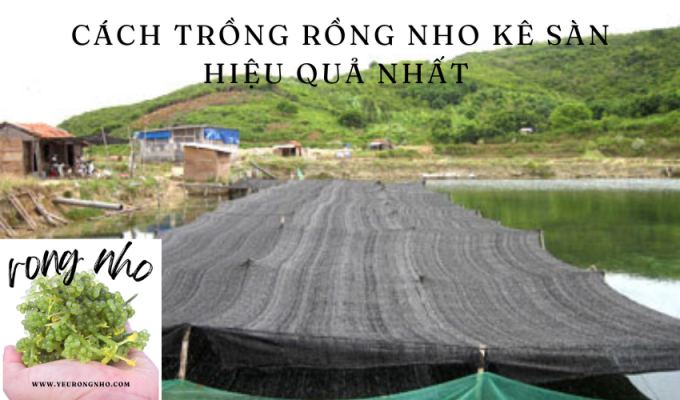 Cách trồng rồng nho kê sàn hiệu quả nhất