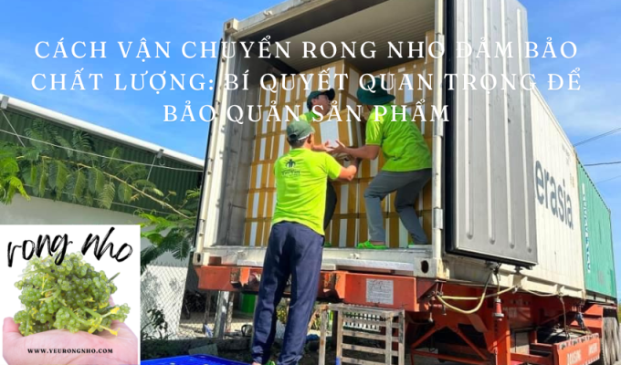 Cách vận chuyển rong nho đảm bảo chất lượng: Bí quyết quan trọng để bảo quản sản phẩm