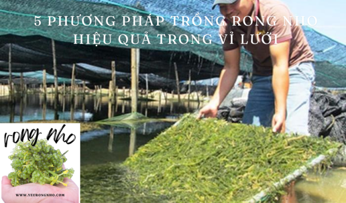 5 phương pháp trồng rong nho hiệu quả trong vỉ lưới