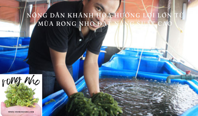 Nông dân Khánh Hòa hưởng lợi lớn từ mùa rong nho đạt năng suất cao