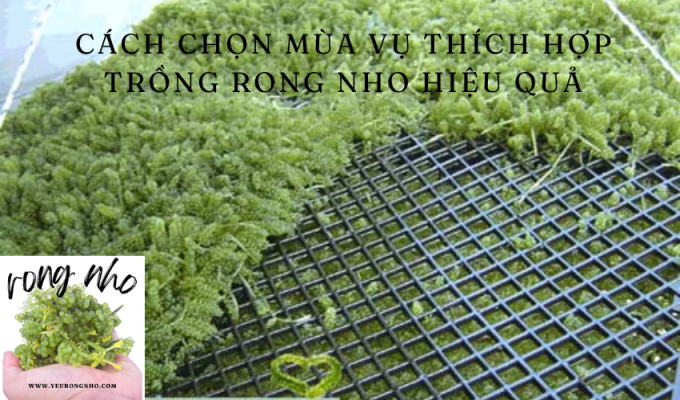 Cách chọn mùa vụ thích hợp trồng rong nho hiệu quả