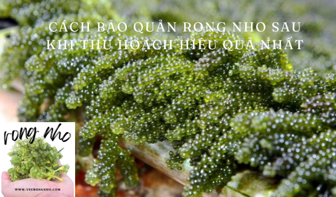 Cách bảo quản rong nho sau khi thu hoạch hiệu quả nhất