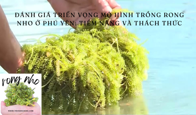 Đánh giá triển vọng mô hình trồng rong nho ở Phú Yên: Tiềm năng và thách thức