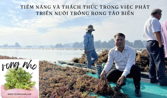 Tiềm năng và thách thức trong việc phát triển nuôi trồng rong tảo biển