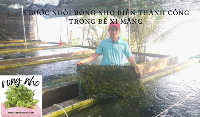 5 bước nuôi rong nho biển thành công trong bể xi măng