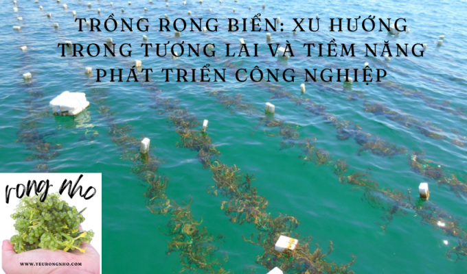 Trồng rong biển: Xu hướng trong tương lai và tiềm năng phát triển công nghiệp