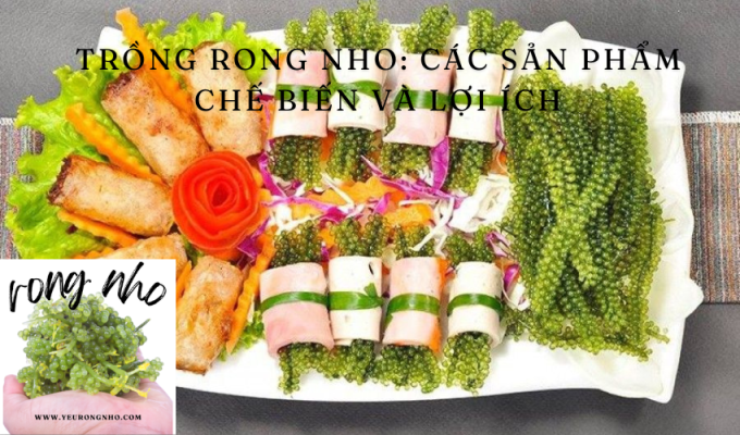 Trồng rong nho: Các sản phẩm chế biến và lợi ích