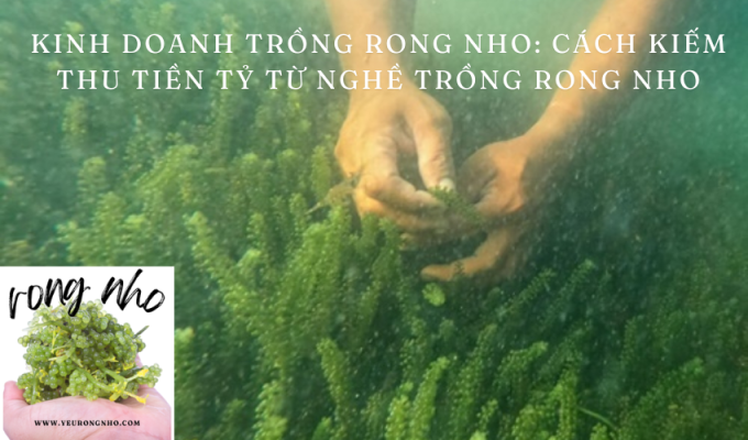 Kinh doanh trồng rong nho: Cách kiếm thu tiền tỷ từ nghề trồng rong nho