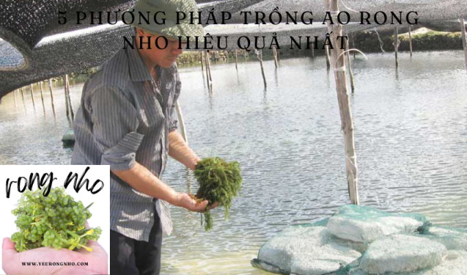 5 phương pháp trồng ao rong nho hiệu quả nhất