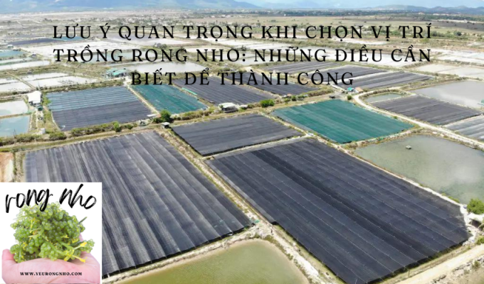 Lưu ý quan trọng khi chọn vị trí trồng rong nho: Những điều cần biết để thành công