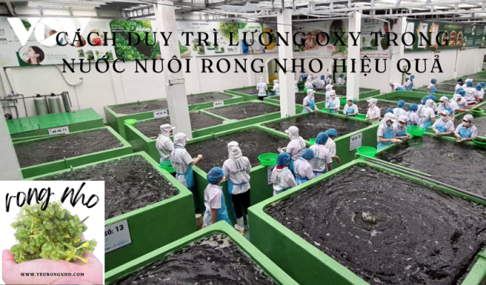 Cách duy trì lượng oxy trong nước nuôi rong nho hiệu quả