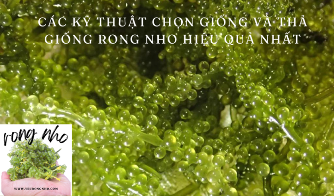 Các kỹ thuật chọn giống và thả giống rong nho hiệu quả nhất