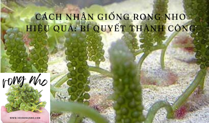 Cách nhân giống rong nho hiệu quả: Bí quyết thành công